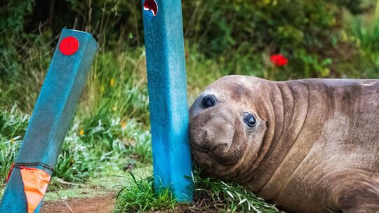 «Neil the Seal» in Tasmanien «Neil the Seal» in Tasmanien