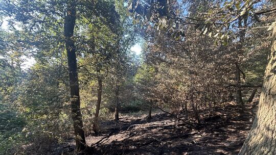 Es brannte im Herrnwald, so nennt sich das Gelände unter dem Funkturm. Das ist aber kein Naturschutzgebiet, wie es medial kolpor