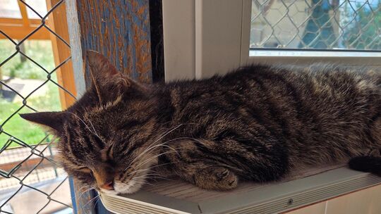 Katze Tara wird am 4. Juli 19 Jahre alt. Und an diesem Tag findet sie endlich ihre Familie wieder. Die Reise geht von Idar-Obers