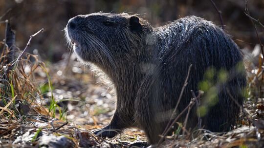 Nutria Nutria