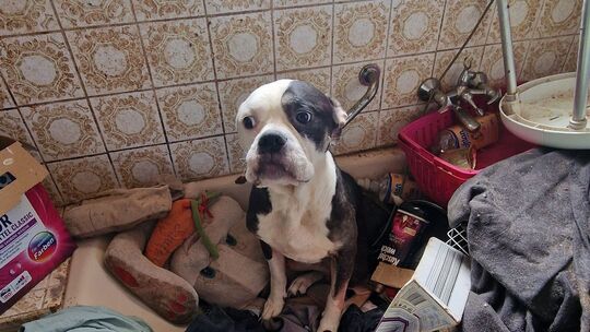Veterinäramt rettet 49 Tiere aus verwahrloster Privathaltung Veterinäramt rettet 49 Tiere aus verwahrloster Privathaltung