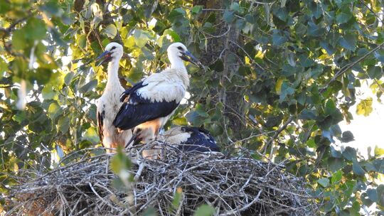 Sie sehen schon fast wie ausgewachsene Störche aus, nur der Schnabel ist noch nicht rot gefärbt: Die drei Jungvögel Tik, Tak und