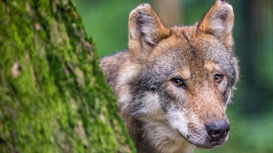 Ein Wolf schaut hinter einem Baum hervor. (Symbolbild)