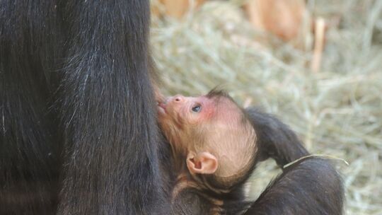 Jungtiere im Zoo Landau