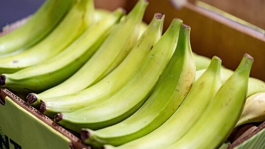 Kochbananen sind auf der Fruit Logistica ausgestellt