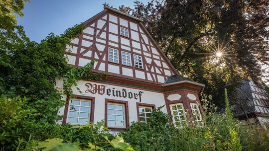 Zum Weindorf in Koblenz gehört auch ein kleiner Weinberg mit rund 750 Rebstöcken.