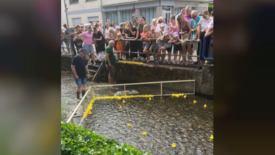 Rund 100 Meter legten die Badeenten im Aubach zurück.