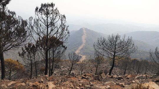 Waldbrand in Spanien Waldbrand in Spanien