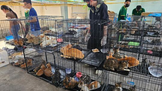 Katzenfleischhandel in Vietnam Katzenfleischhandel in Vietnam