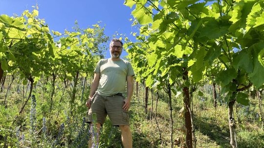 Reben, Bäume und Kräuter freuen sich in den Weinbergen von Jan Klein über ein fruchtbares Miteinander. Reben, Bäume und Kräuter freuen sich in den Weinbergen von Jan Klein über ein fruchtbares Miteinander.