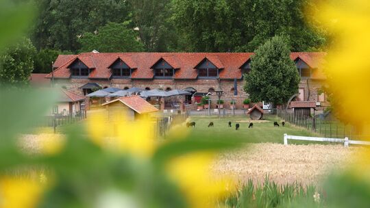 Am Bonnheimer Hof in Hackenheim soll ein Hotelanbau entstehen. Der Anblick von der B428 aus, wo zurzeit die Sonnenblumen blühen,