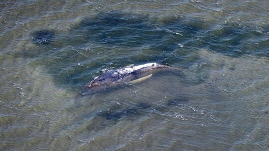 Weitere Entwicklung zum Buckelwal in der Ostsee Weitere Entwicklung zum Buckelwal in der Ostsee
