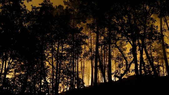Feuer im Wald von Fontainebleau Feuer im Wald von Fontainebleau