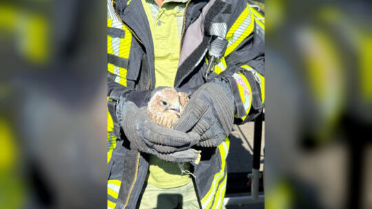 Ein Feuerwehrmann hält den geretteten Turmfalken behutsam in seinen Händen, nachdem dieser aus misslicher Lage befreit wurde.