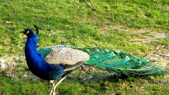 Zwischen Bad Ems, Kemmenau und Arzbach ist ein Pfau auf Abwegen entdeckt worden.