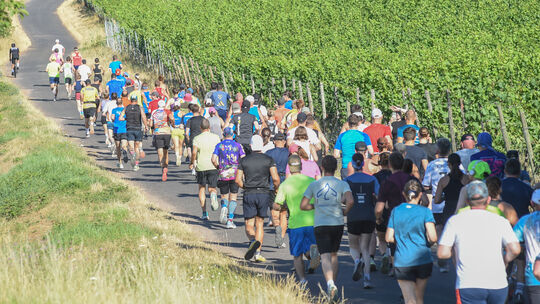 Der "Spaß durch die Weinberge" beginnt: Nach dem Start geht es für die Sportler beim Wingertslauf des TuS Monzingen den Berg hin Der "Spaß durch die Weinberge" beginnt: Nach dem Start geht es für die Sportler beim Wingertslauf des TuS Monzingen den Berg hin