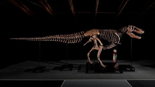 Auktion eines T-Rex-Skeletts