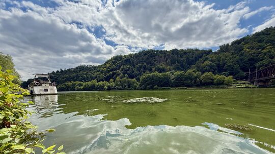So grün leuchtet die Mosel, wenn sie von der Blaualge befallen ist. Könnte sie in diesem Jahr ein Comeback auf dem Fließgewässer