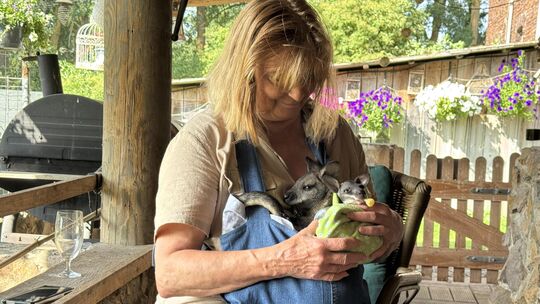 Für Babykänguru Cody heißt es Fütterungszeit. Biga Kruse kümmert sich seit Jahrzehnten um Wildtiere auf der Klingelbacher Mühle. Für Babykänguru Cody heißt es Fütterungszeit. Biga Kruse kümmert sich seit Jahrzehnten um Wildtiere auf der Klingelbacher Mühle.