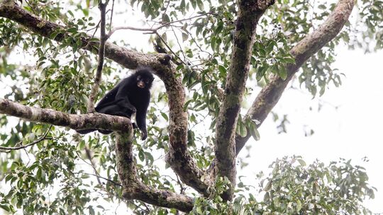 Neu entdeckte Affenart im Kongo Neu entdeckte Affenart im Kongo