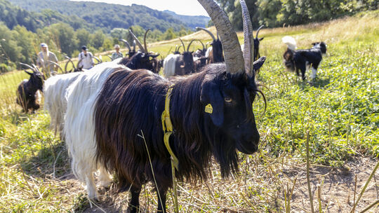 An einem heißen, aber idyllischen Sommertag ging es für unsere Reporterin zusammen mit Walliser Schwarzhalsziegen durchs Daadene