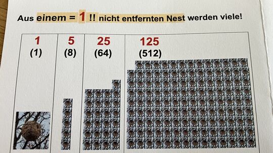 So exponentiell kann die Vermehrung der Asiatischen Hornisse vonstattengehen, wenn sie nicht bekämpft wird.