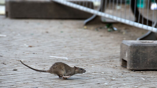 Ratten bereiten vielen Städten Probleme. Auf der Koblenzer Karthause gibt es laut Anwohnern eine regelrechte Rattenplage. Einzel Ratten bereiten vielen Städten Probleme. Auf der Koblenzer Karthause gibt es laut Anwohnern eine regelrechte Rattenplage. Einzel