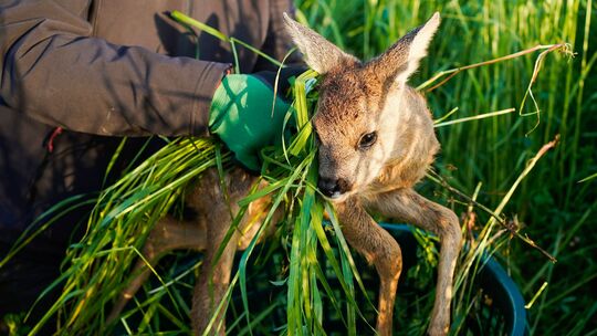 Auch in Neuwied-Rodenbach werden zu mähende Flächen vorab mit einer Drohne abgeflogen, um hier Rehkitze aufzuspüren und vor dem Auch in Neuwied-Rodenbach werden zu mähende Flächen vorab mit einer Drohne abgeflogen, um hier Rehkitze aufzuspüren und vor dem