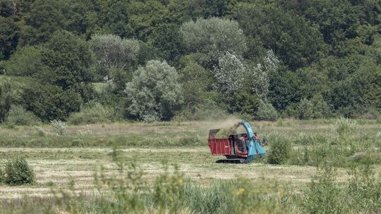 Die erneuten Mäharbeiten am Wiesensee haben begonnen und sollen Anfang August abgeschlossen sein.