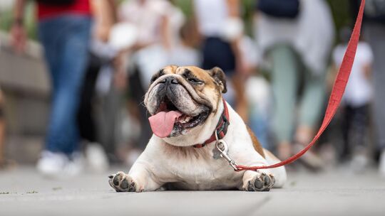 Eine Englische Bulldogge liegt bäuchlings und hechelnd auf dem Pflaster einer Fußgängerzone. Auch Hunden machen die hohen Temper