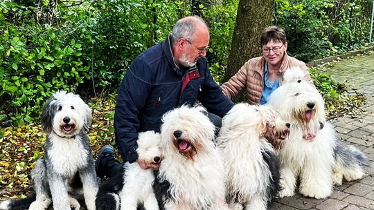 Birgit und Udo Herkenroth besitzen seit über 35 Jahren Old English Sheepdogs (OES – genannt Bobtails). Seit Beginn organisieren