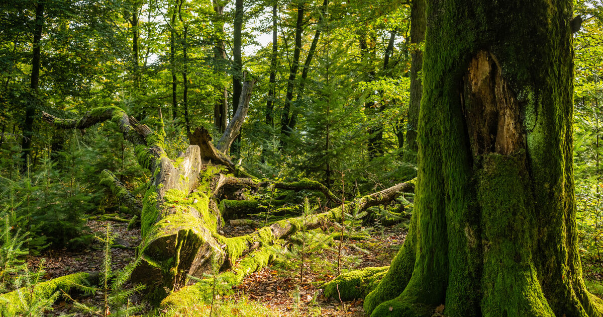 Beschwerde der SGD Nord: Streit um Wasser im Nationalpark geht in nächste ...