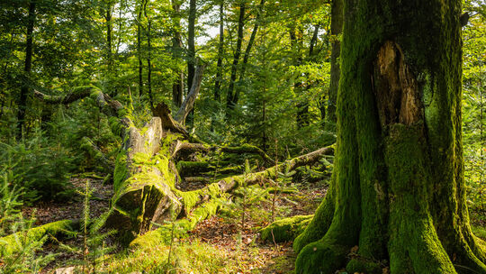 Der Nationalpark Hunsrück-Hochwald dient dem Schutz eines mehr als 10.000 Hektar großen Areals und verfolgt das Ziel, die Natur