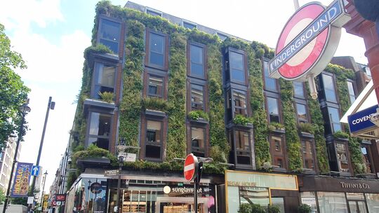 Die Fassadenbegrünung nimmt immer mehr zu, ist gar in manchen Stadtbereichen vorgeschrieben. Das Symbolbild zeigt eine Fassade i