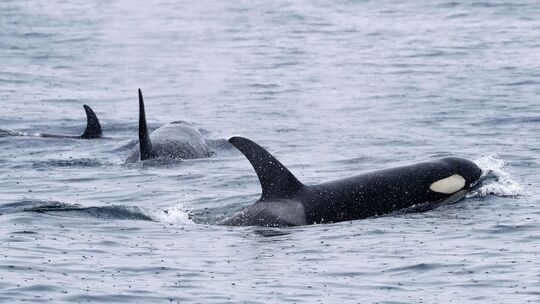 Orcas schwimmen vor der Halbinsel Shiretoko Orcas schwimmen vor der Halbinsel Shiretoko