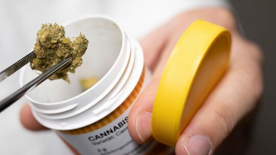 Cannabis Cannabis