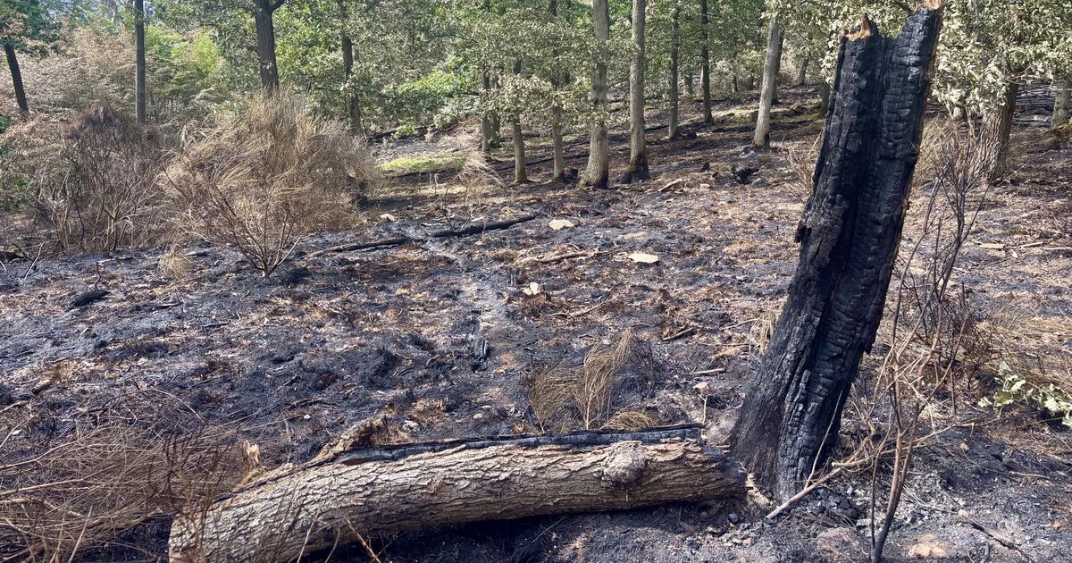 Waldbrand bei Traisen: Granaten, eine Mine und mehrere Kilo Munition ...