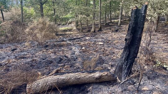 Verkohlte Zustände im Wald über Traisen – und was im Boden liegen könnte und vor allem wo, das wird wohl nie bis ins letzte Deta
