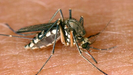 26 Infektionen mit West-Nil-Virus in Deutschland 26 Infektionen mit West-Nil-Virus in Deutschland