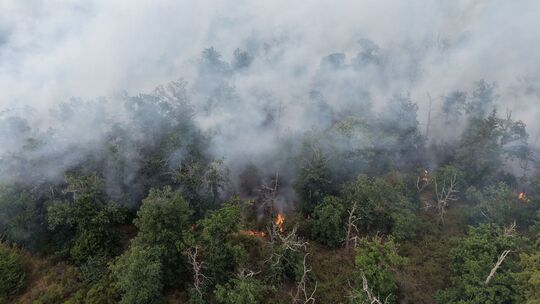 Einen Waldbrand wie bei Traisen (Kreis Bad Kreuznach) hat der Kreis Birkenfeld zum Glück bisher nicht erlebt – doch der Landkrei