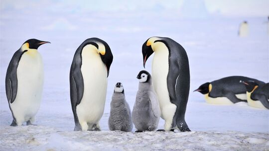 Kaiserpinguine in der Antarktis Kaiserpinguine in der Antarktis