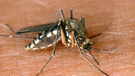 Infektionen mit West-Nil-Virus Infektionen mit West-Nil-Virus
