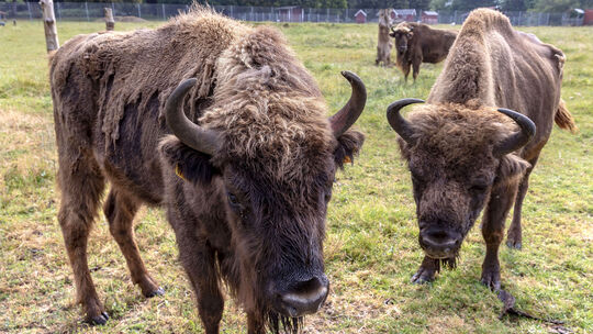 Auf einer Fläche von 20 Hektar sind rund 100 Tiere i, Wildpark Bad Marienberg untergebracht, darunter Alpakas, Wisente, Nandus,
