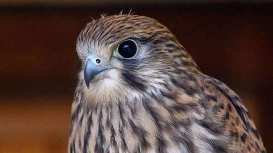Turmfalke