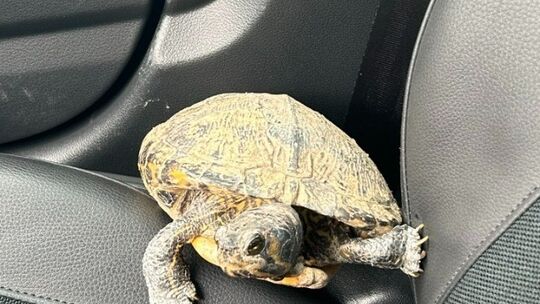 Fund-Schildkröte