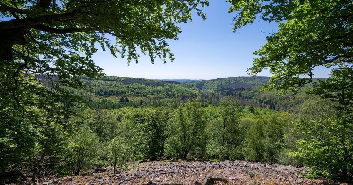 Hitze im Kreis Birkenfeld : Wie hoch ist die Waldbrandgefahr im ...