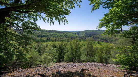 Aufgrund seiner Flora ist der Nationalpark Hunsrück-Hochwald weniger waldbrandgefährdet als andere Nationalparks.