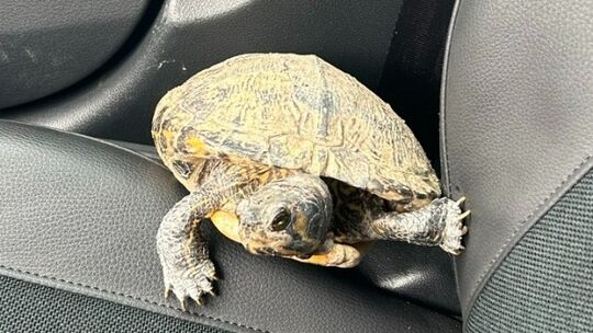 So sieht die Kirner Fund-Schildkröte aus. Wer weiß, wem sie gehört?