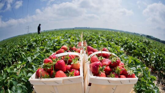 Erdbeeren Erdbeeren