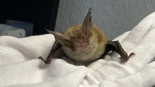 Kandidaten wie diese seltene Bechsteinfledermaus sind bei Björn und Sandra Janßen-Weetz bei der Fledermaushilfe Westerwald in Bu